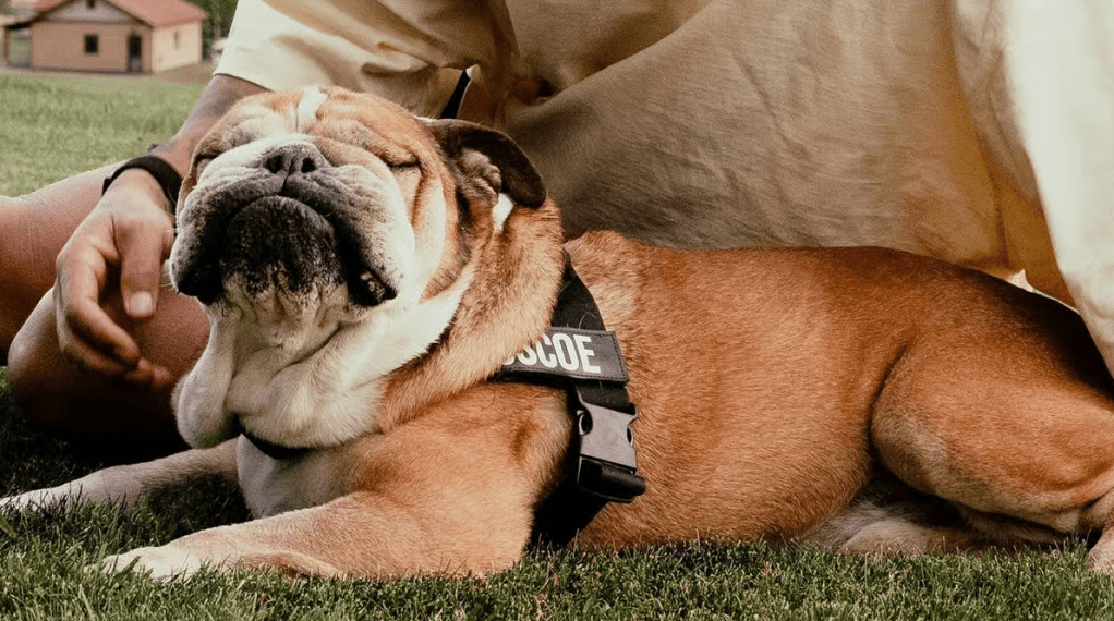 Honoring Roscoe Hamilton